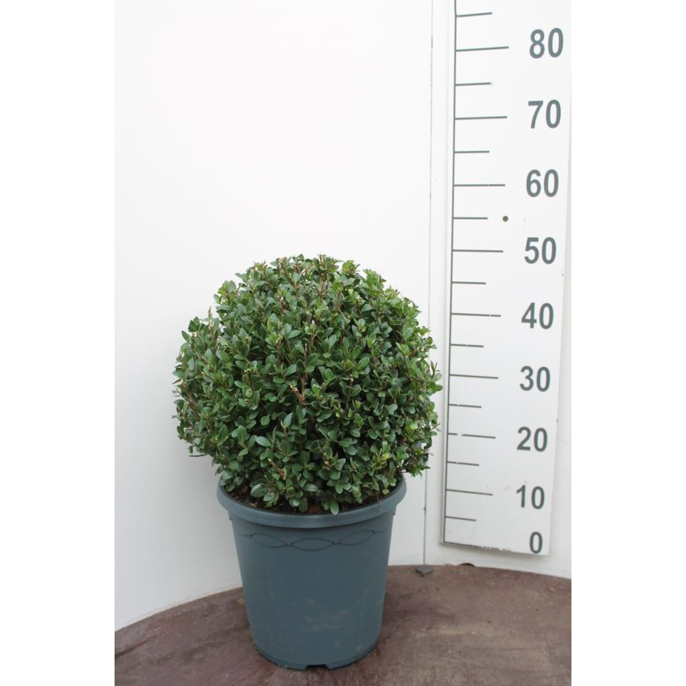 Ilex crenata 'Caroline Upright' bol.