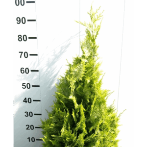 Chamaecyparis lawsoniana 'Ivonne'.