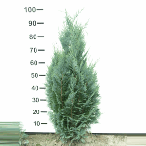 Chamaecyparis lawsoniana 'Columnaris'.