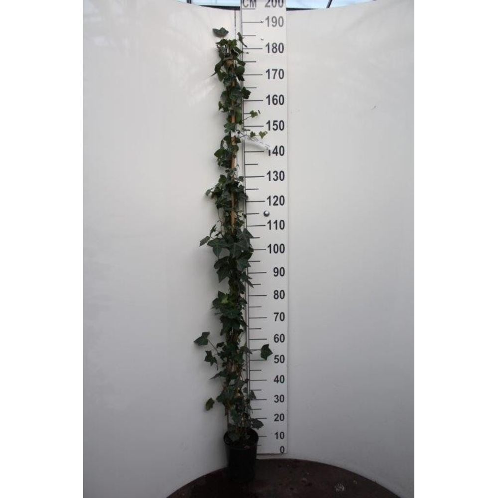 Hedera hibernica.