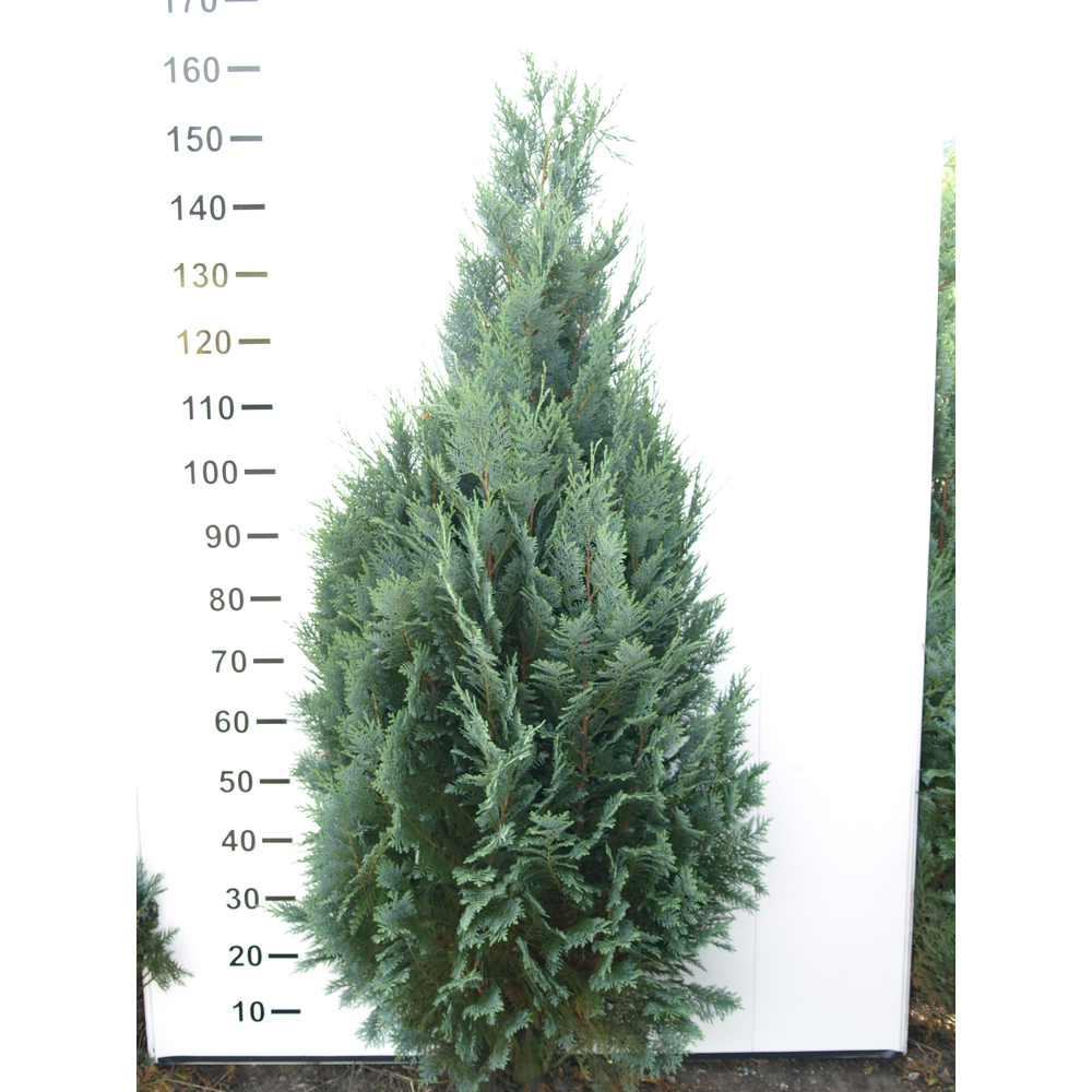 Chamaecyparis lawsoniana 'Columnaris'.