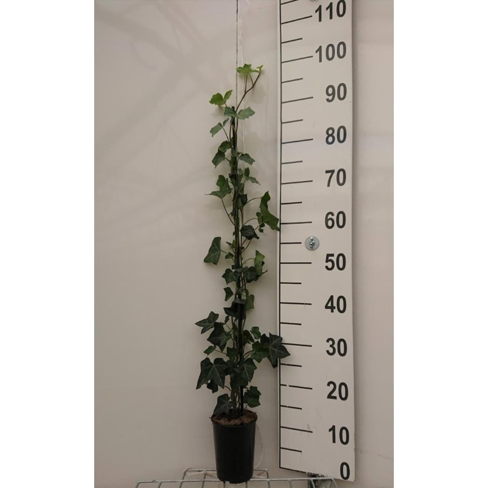 Hedera hibernica.