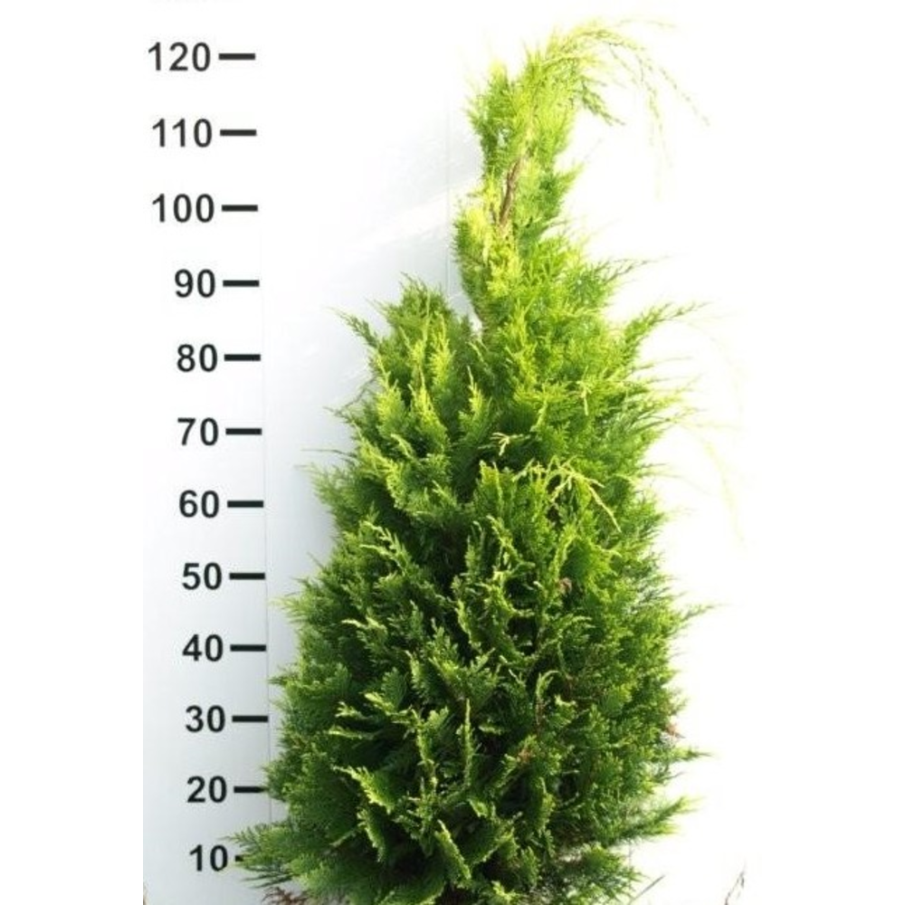 Chamaecyparis lawsoniana 'Ivonne'.