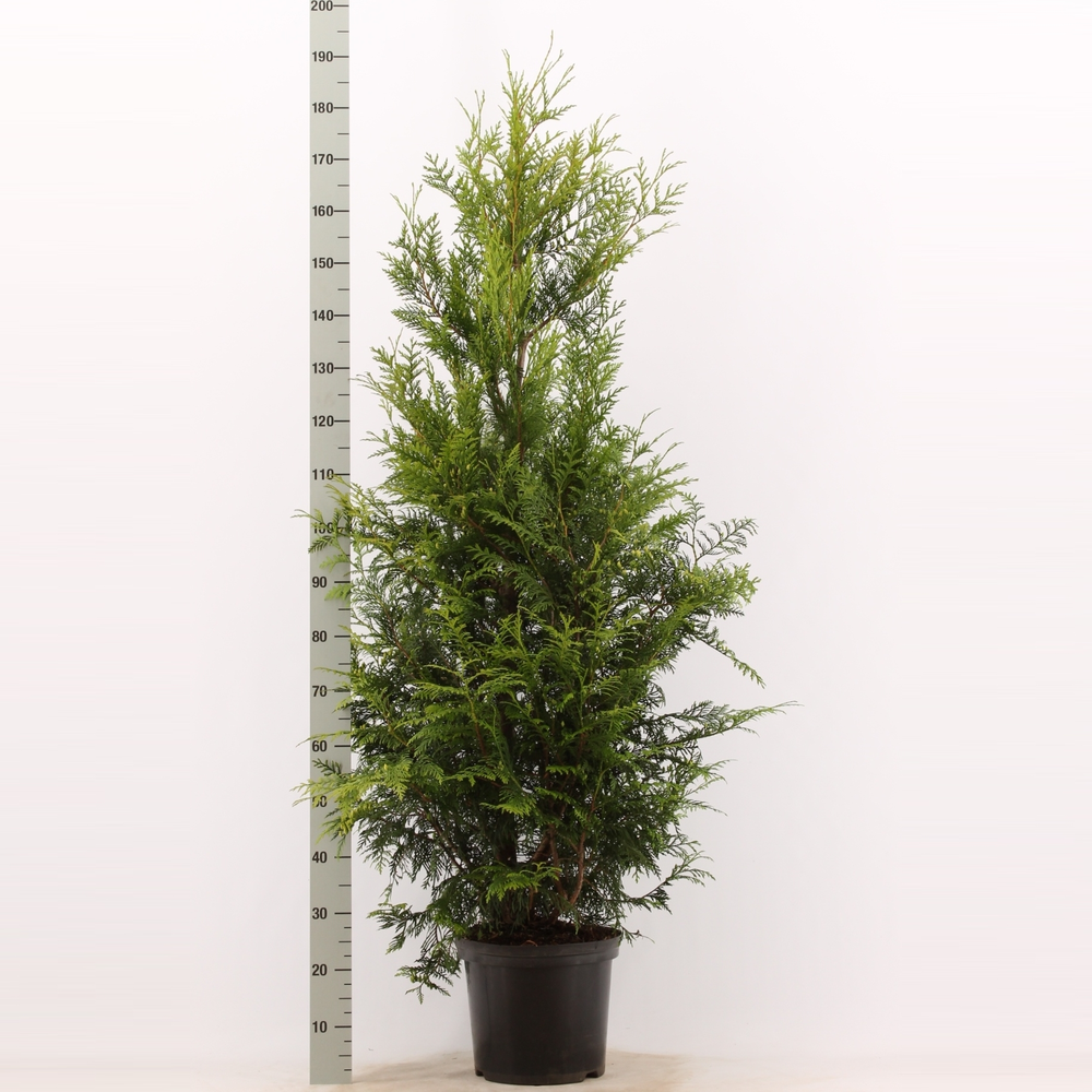 Thuja plicata 'Martin'.