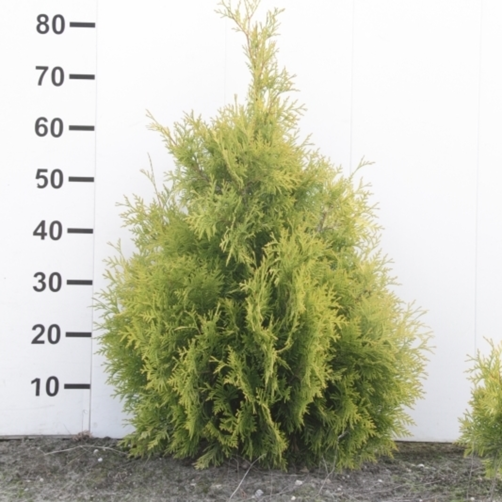 Thuja occidentalis 'Yellow Ribbon'.