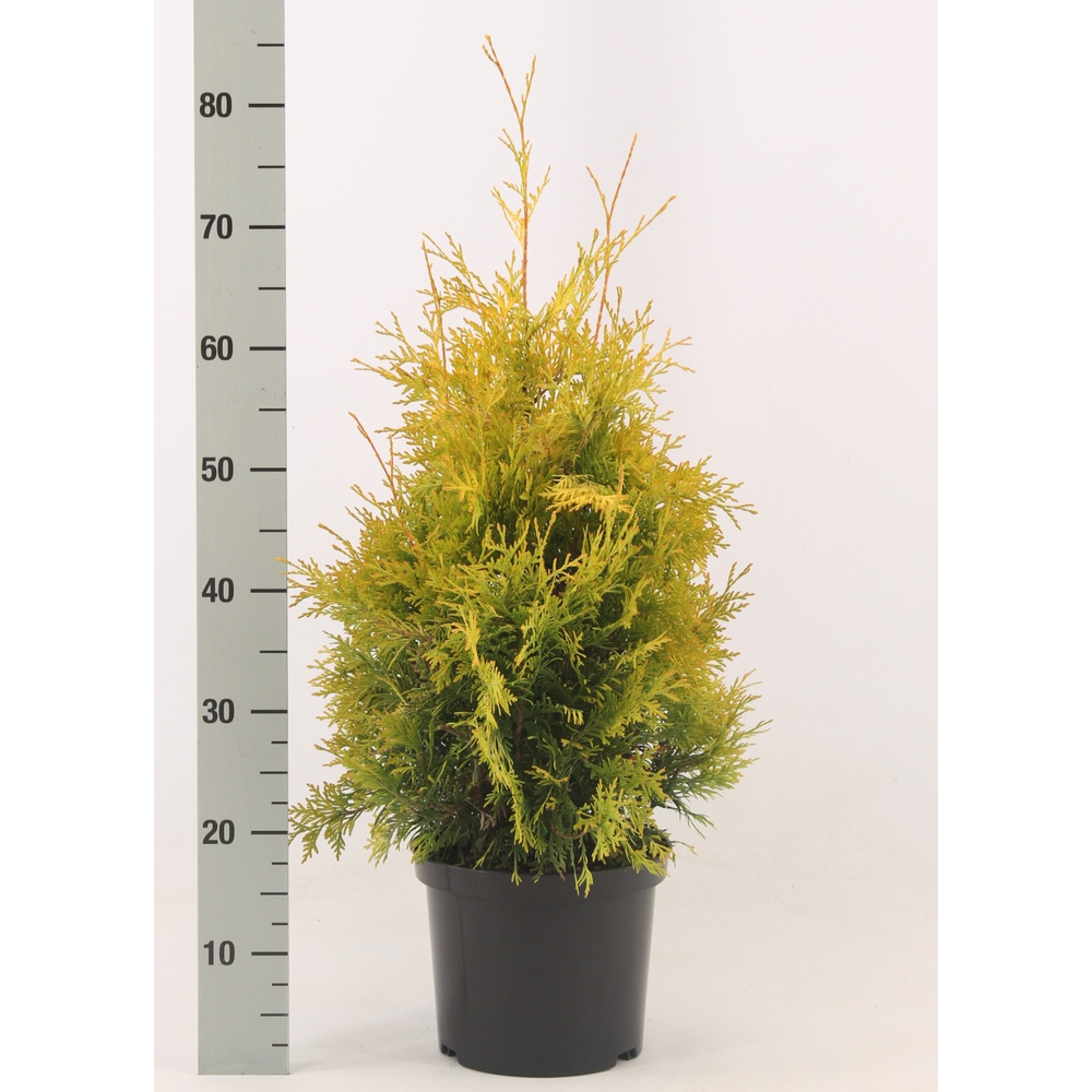 Thuja occidentalis 'Yellow Ribbon'.