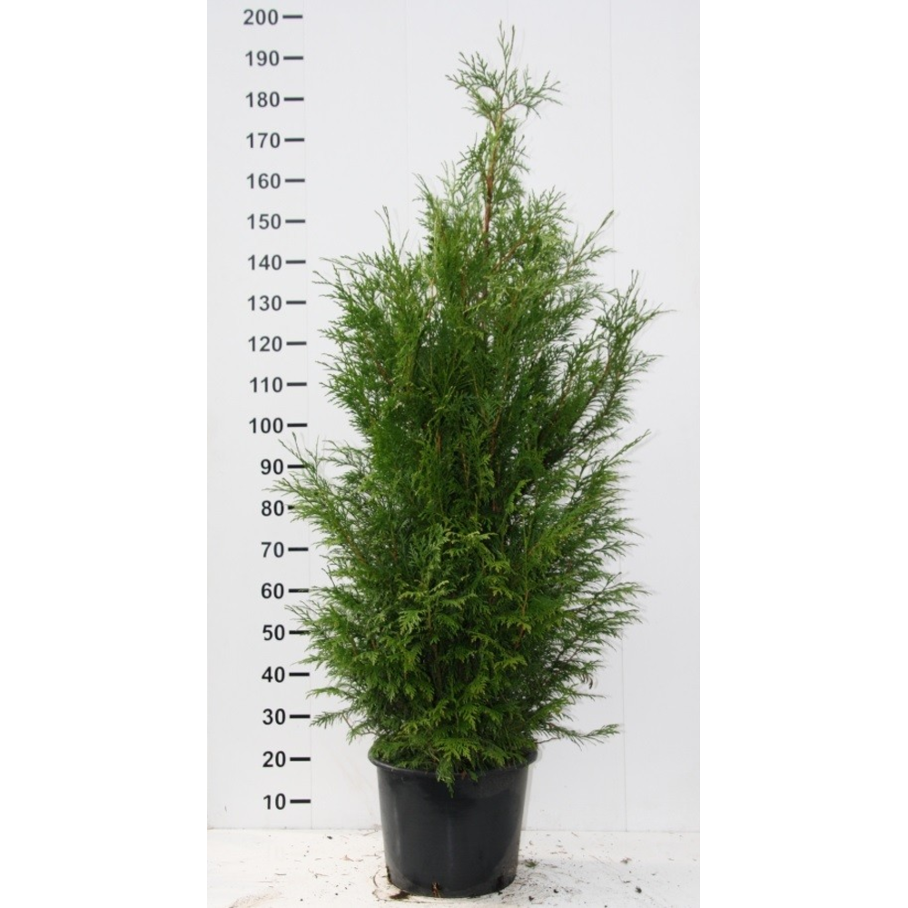 Thuja plicata 'Martin'.
