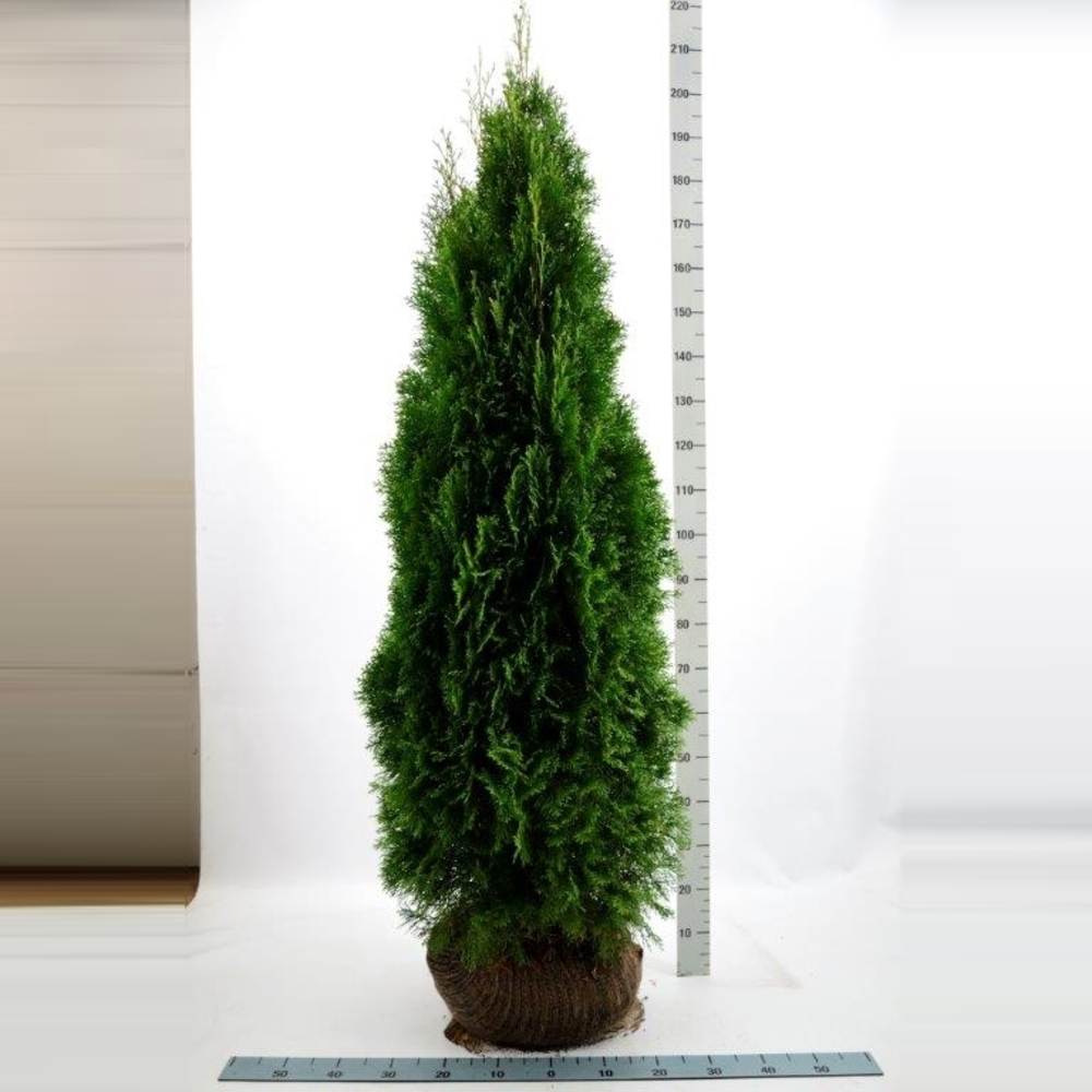 Thuja occidentalis 'Smaragd'.