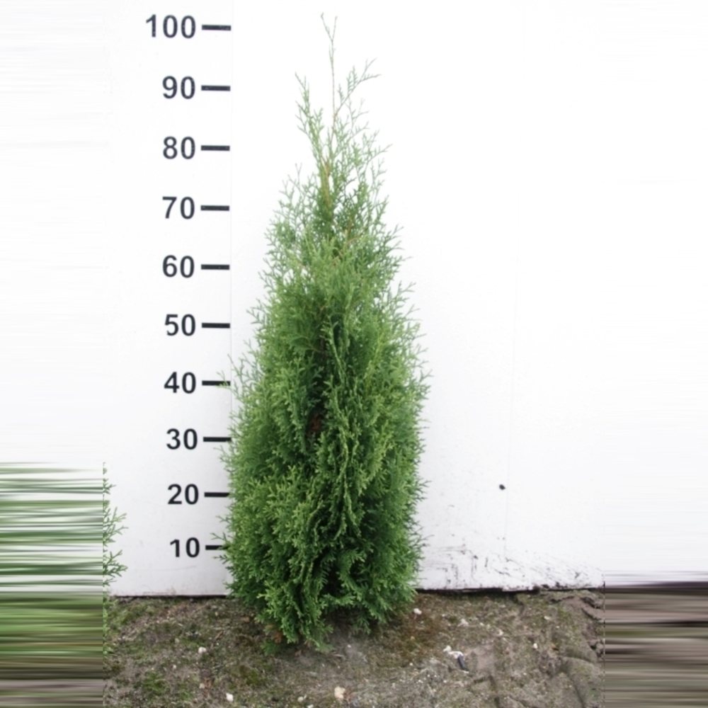 Thuja occidentalis 'Holmstrup'.