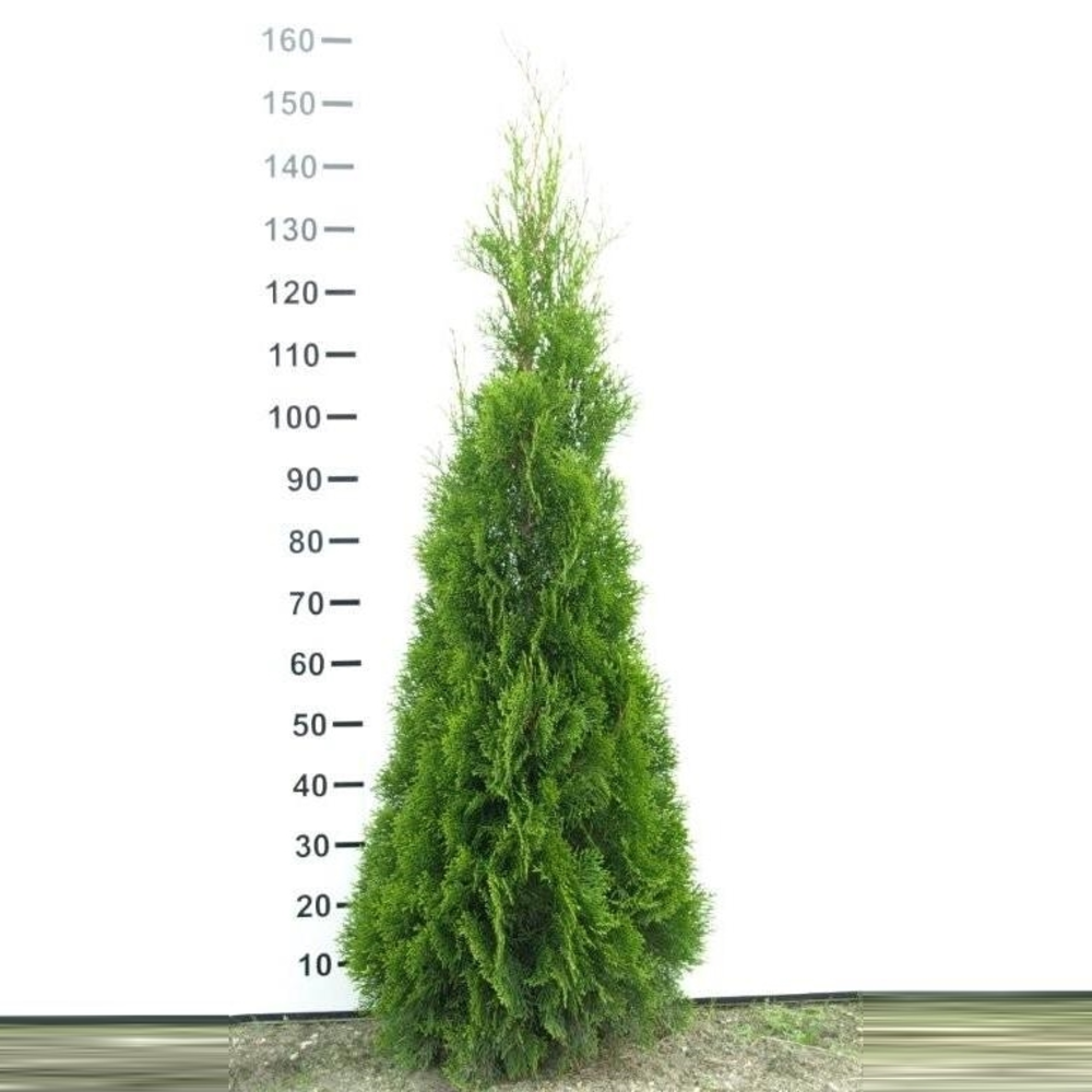 Thuja occidentalis 'Smaragd'.