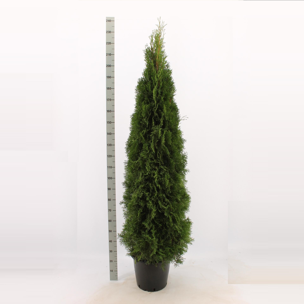 Thuja occidentalis 'Smaragd'.