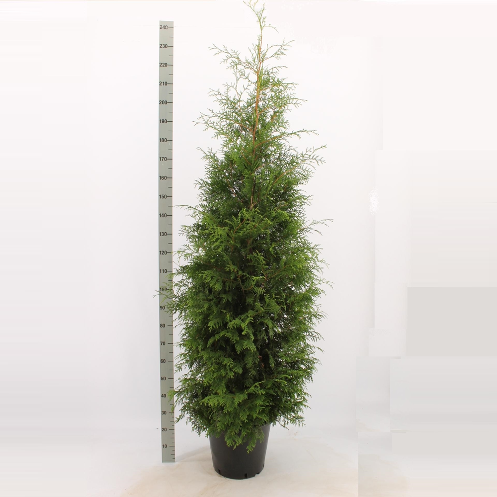 Thuja occidentalis 'Brabant'.