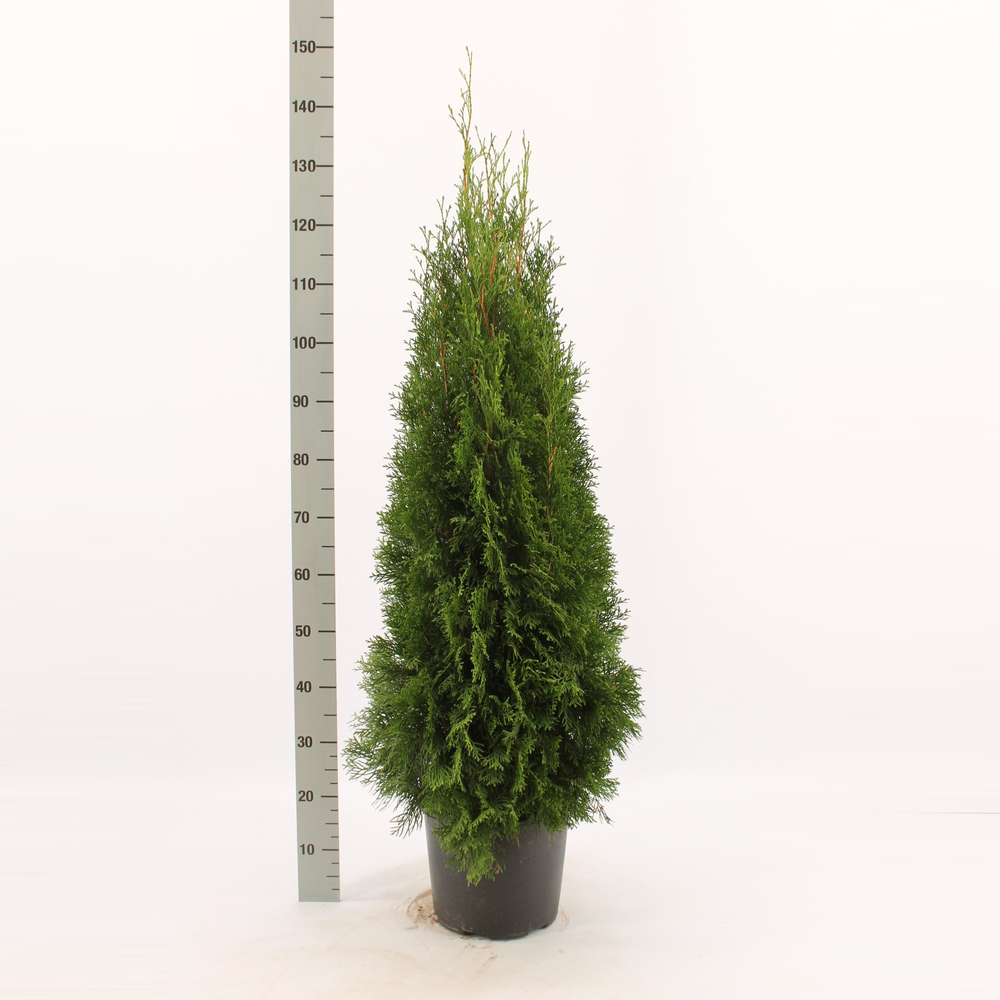 Thuja occidentalis 'Smaragd'.