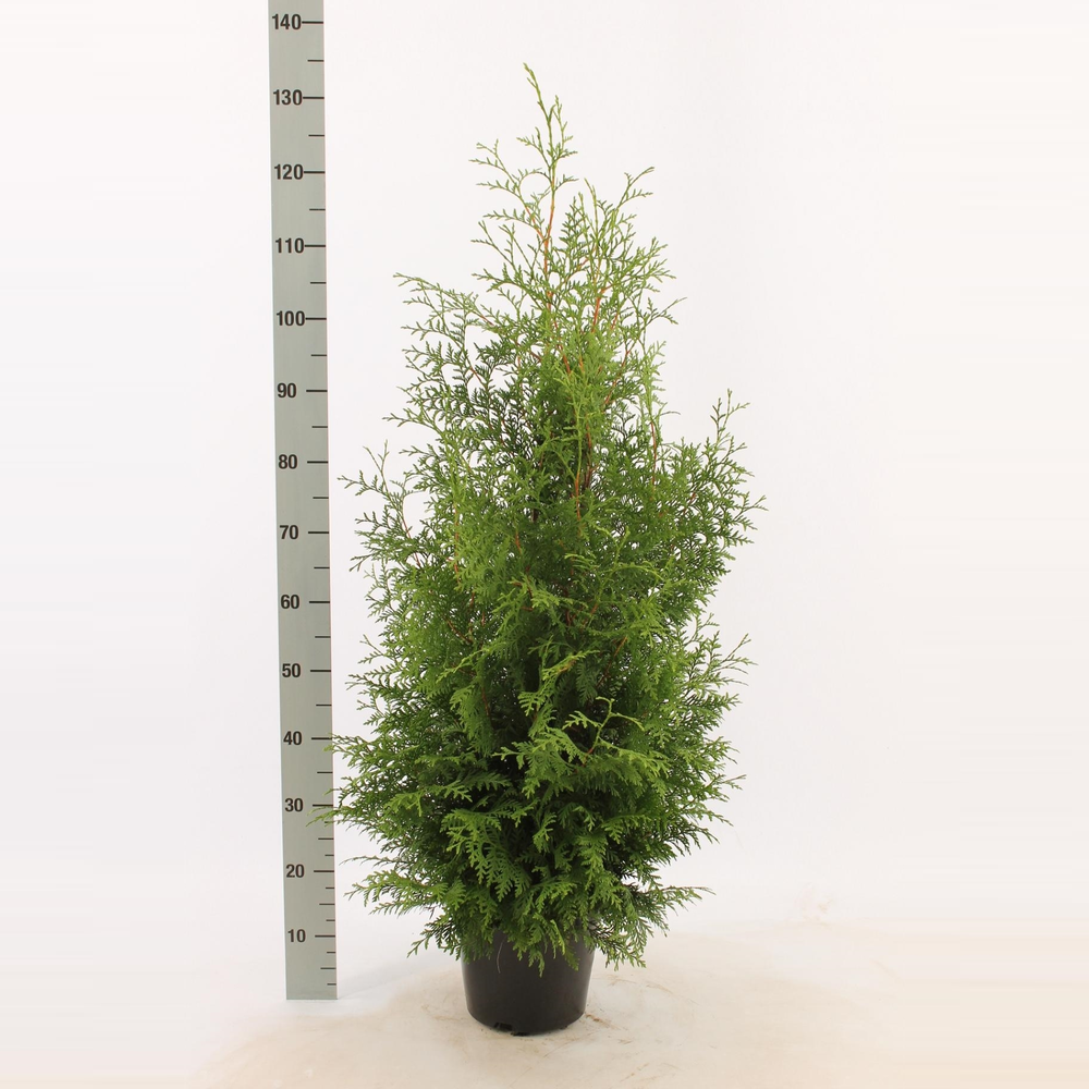 Thuja occidentalis 'Brabant'.
