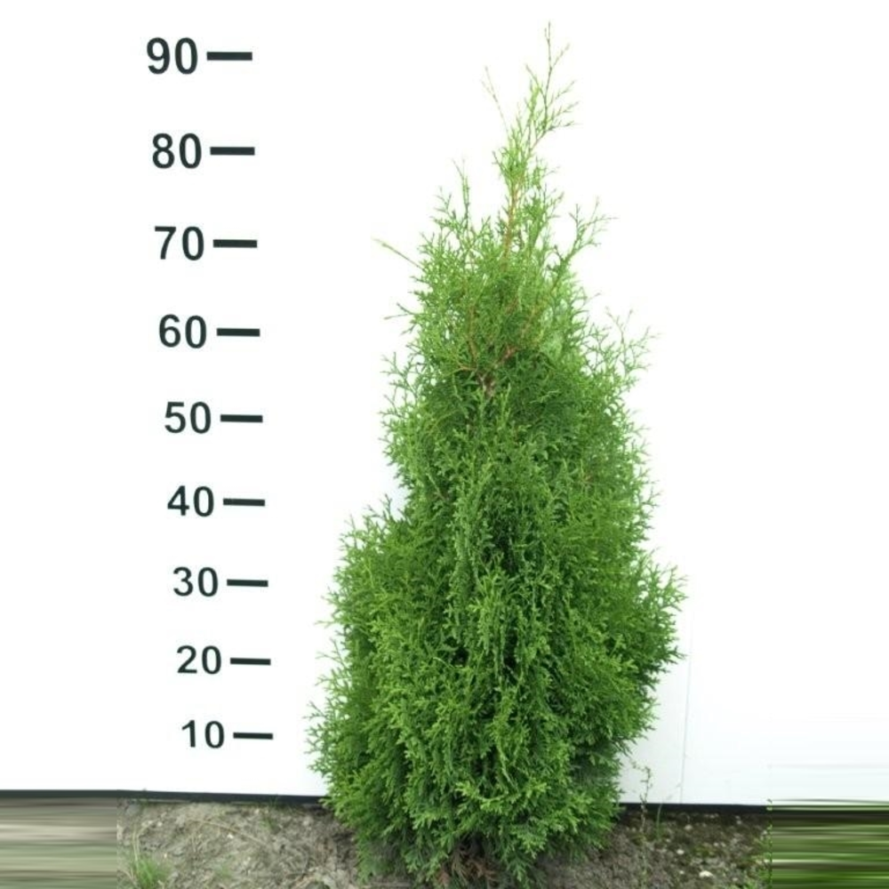 Thuja occidentalis 'Holmstrup'.