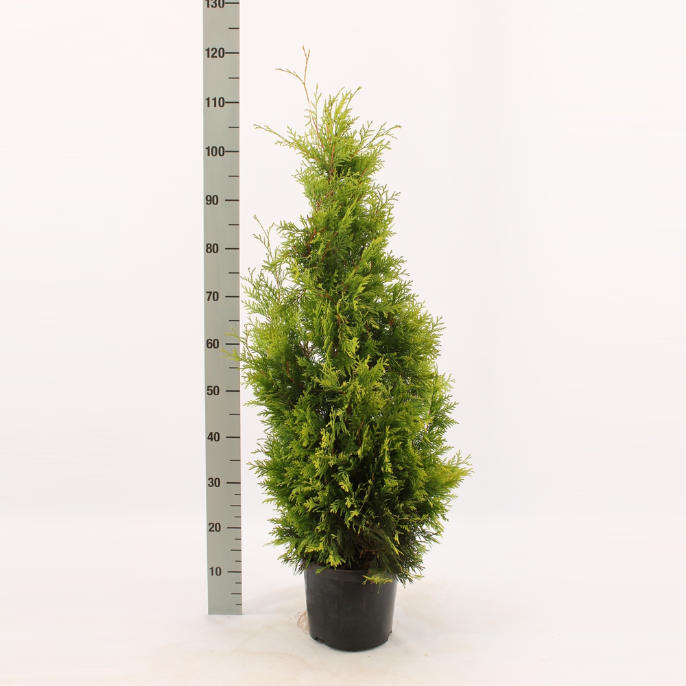 Thuja occidentalis 'Yellow Ribbon'.