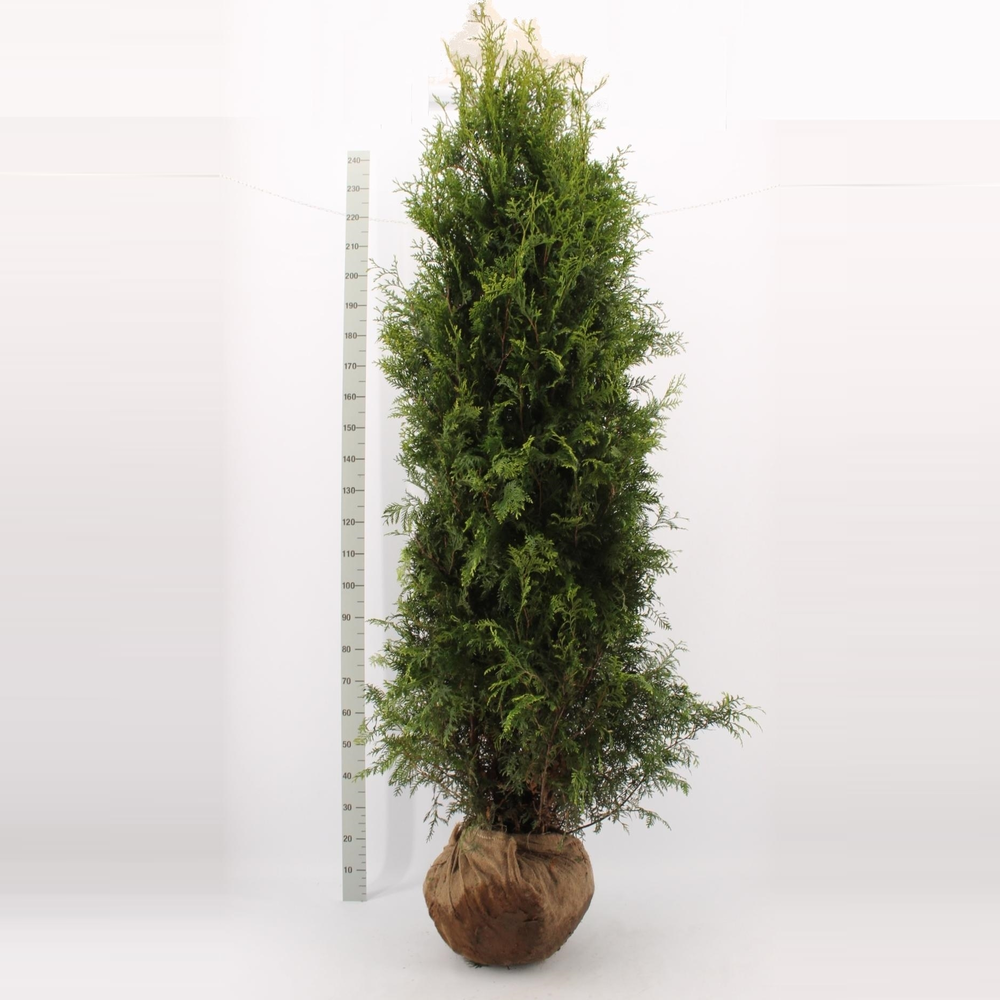 Thuja occidentalis 'Brabant'.