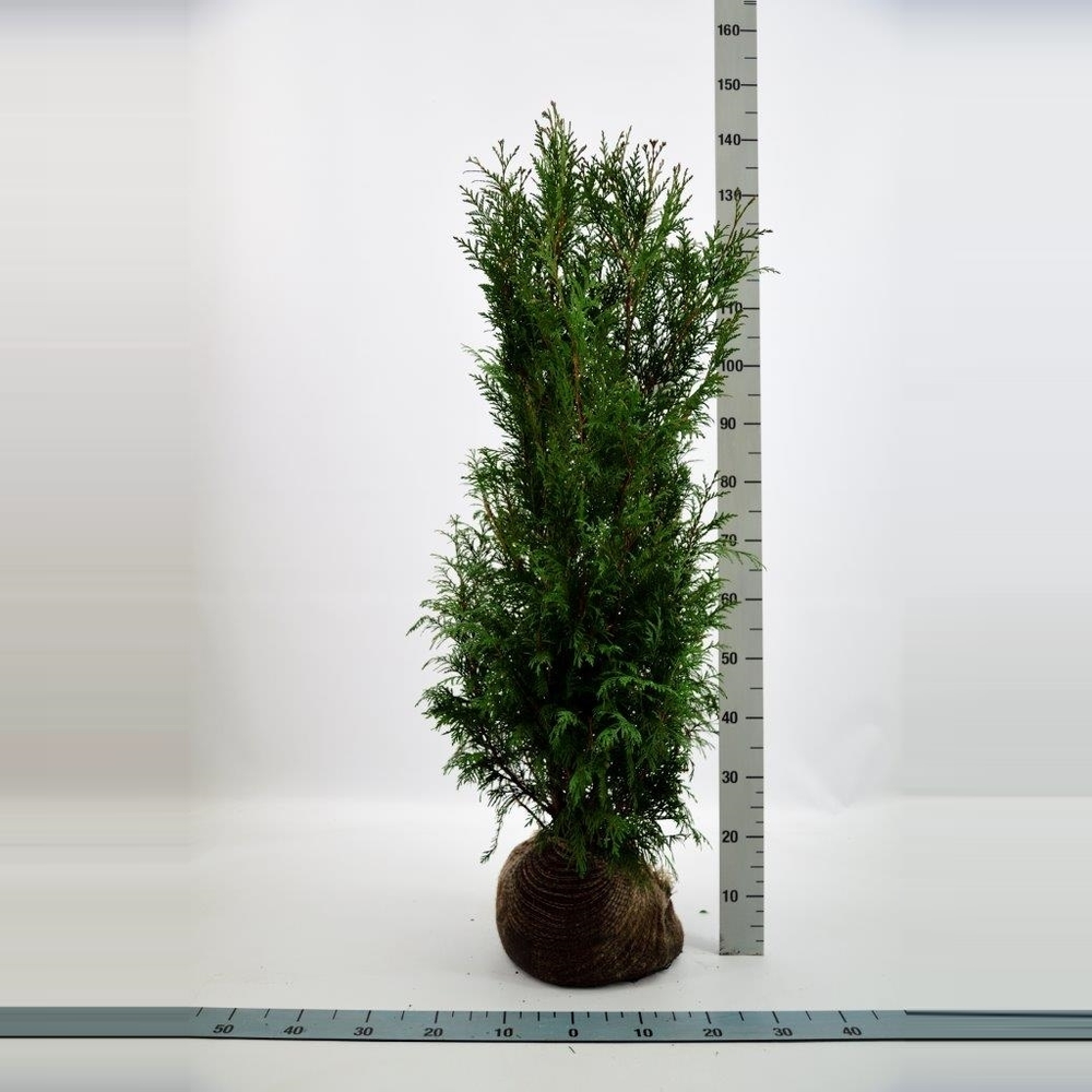 Thuja plicata 'Martin'.