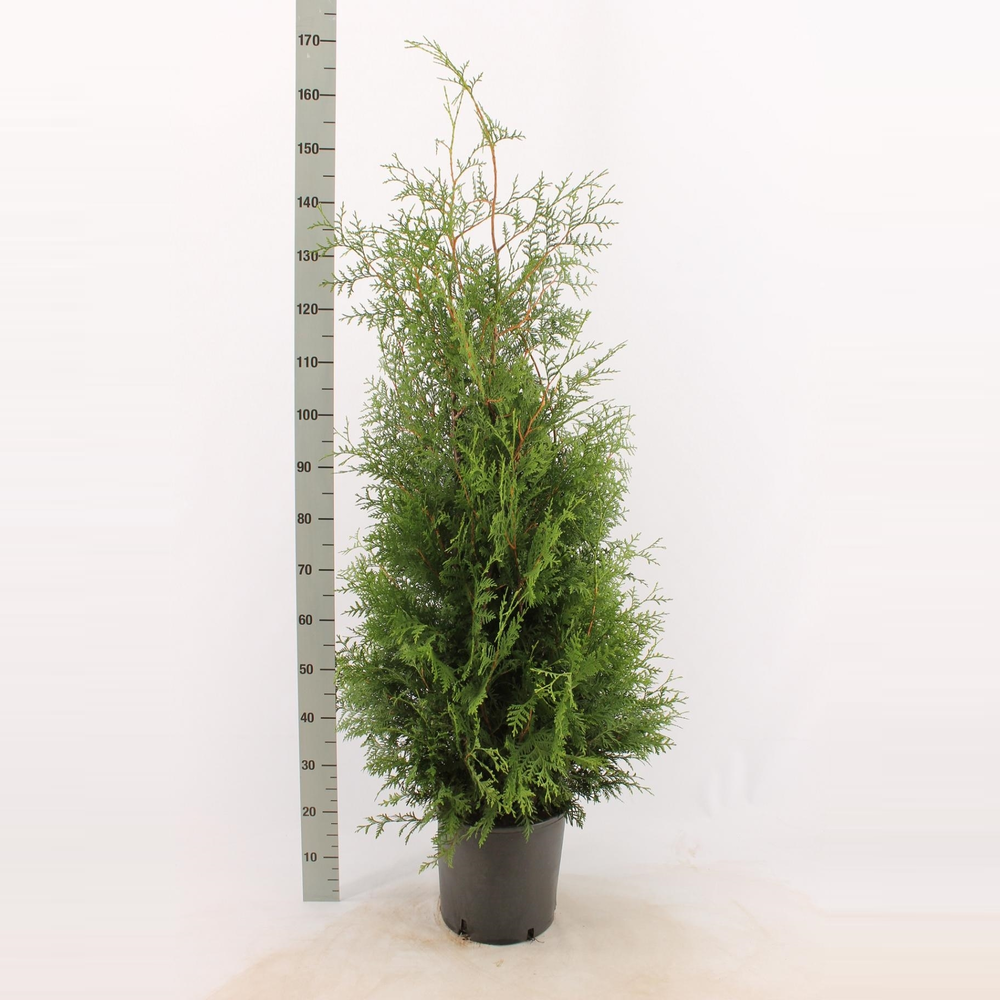 Thuja occidentalis 'Brabant'.