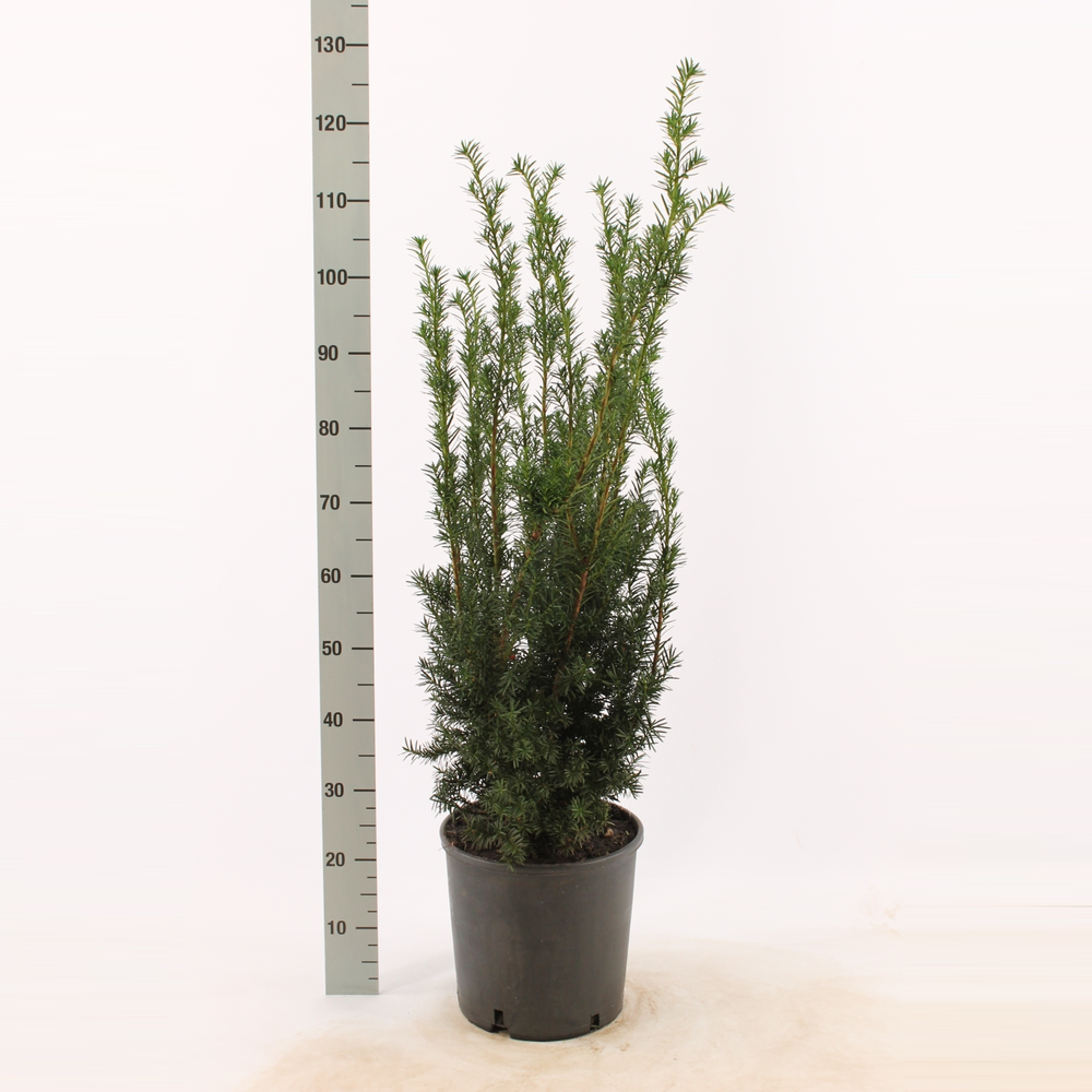Taxus media 'Hicksii'.