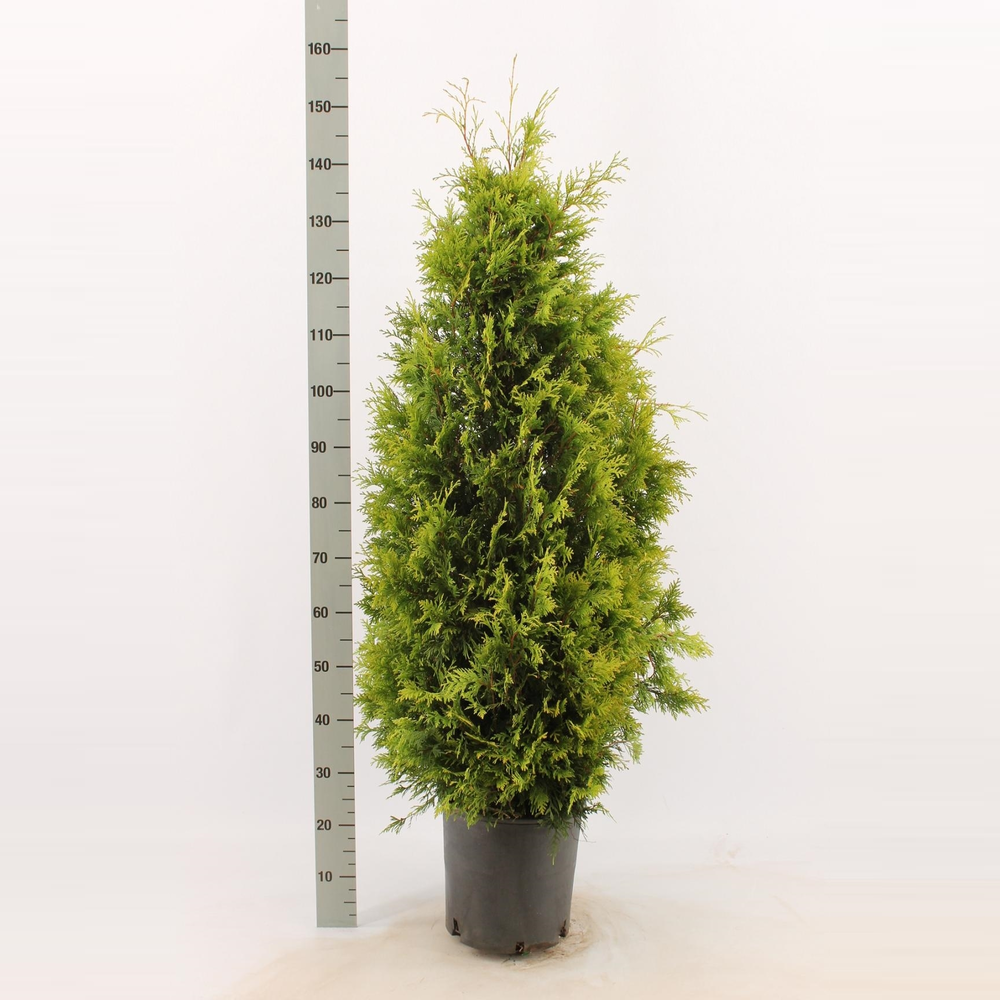 Thuja occidentalis 'Yellow Ribbon'.