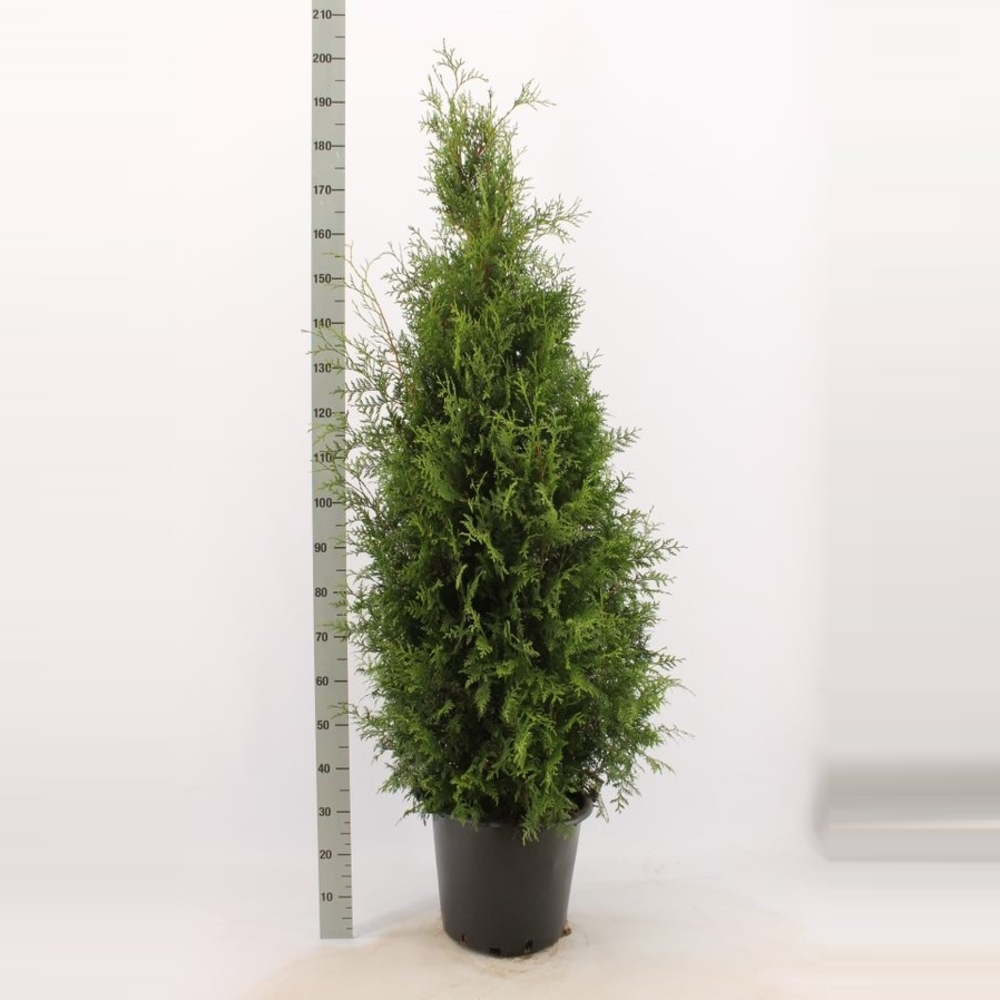 Thuja occidentalis 'Brabant'.