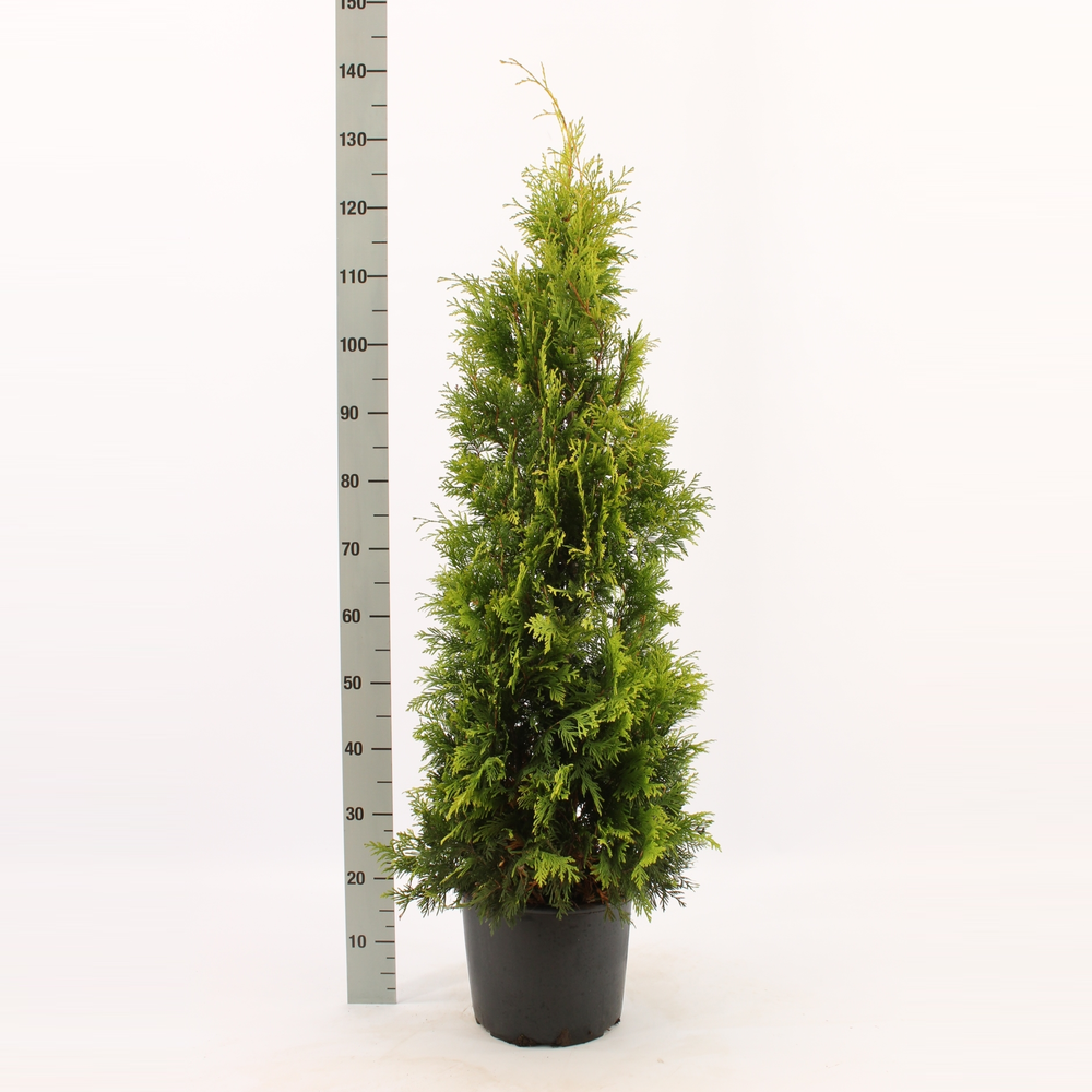 Thuja occidentalis 'Yellow Ribbon'.