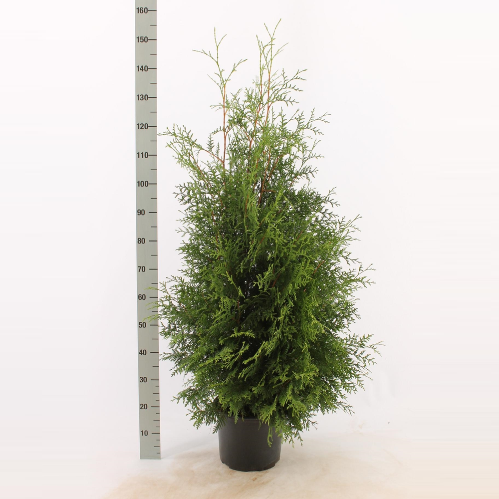 Thuja occidentalis 'Brabant'.