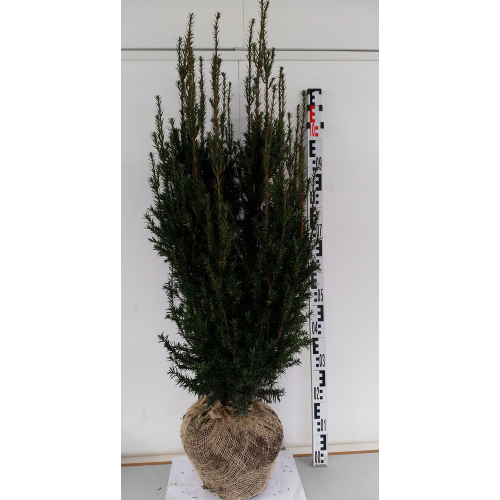 Taxus media 'Rising Star'.