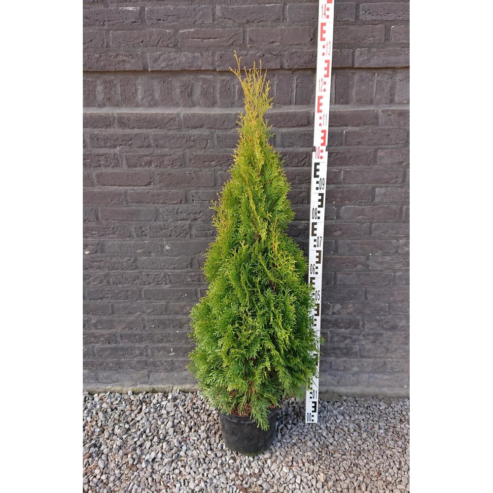 Thuja occidentalis 'Smaragd'.