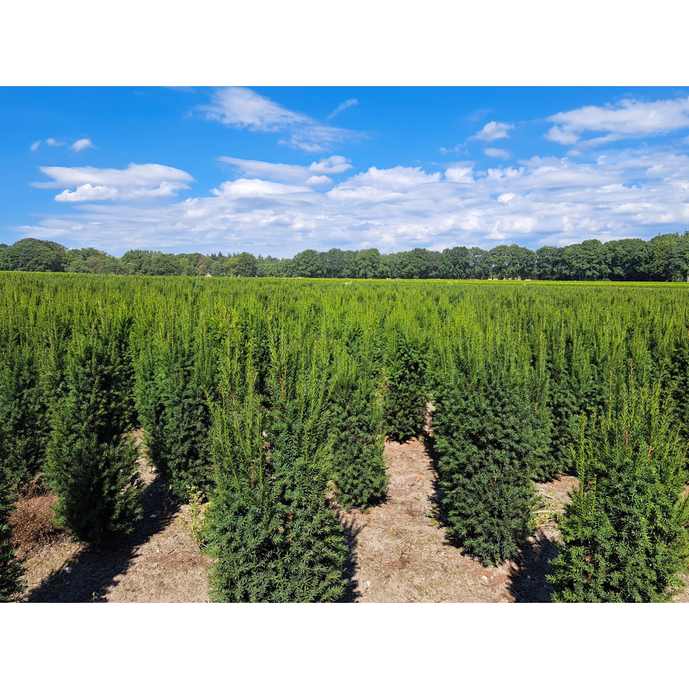 Taxus media 'Rising Star'.