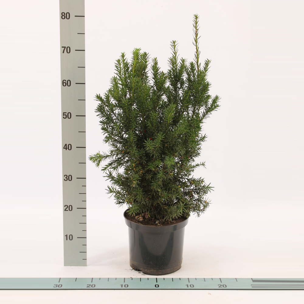 Taxus media ‘Hicksii’.