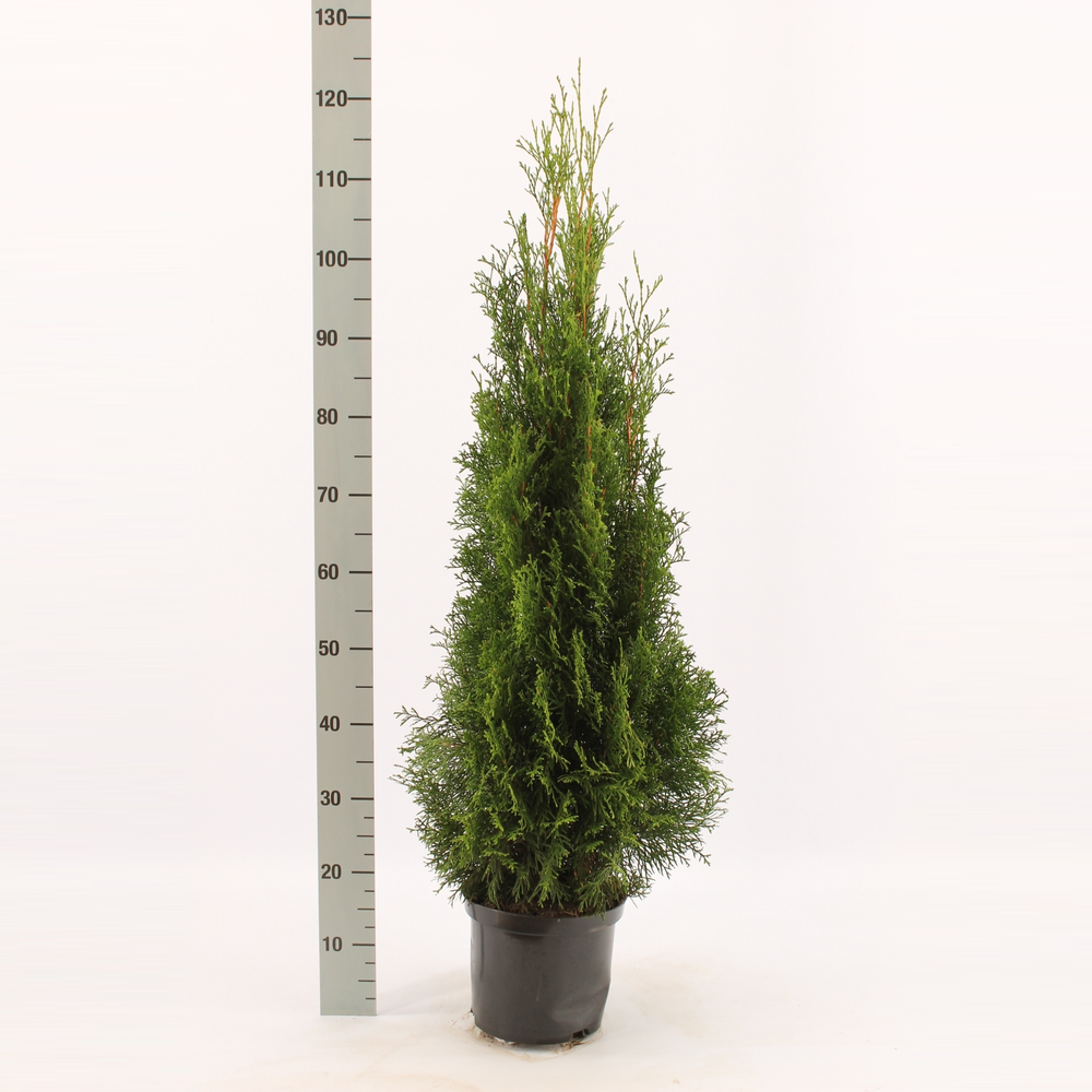Thuja occidentalis 'Smaragd'.