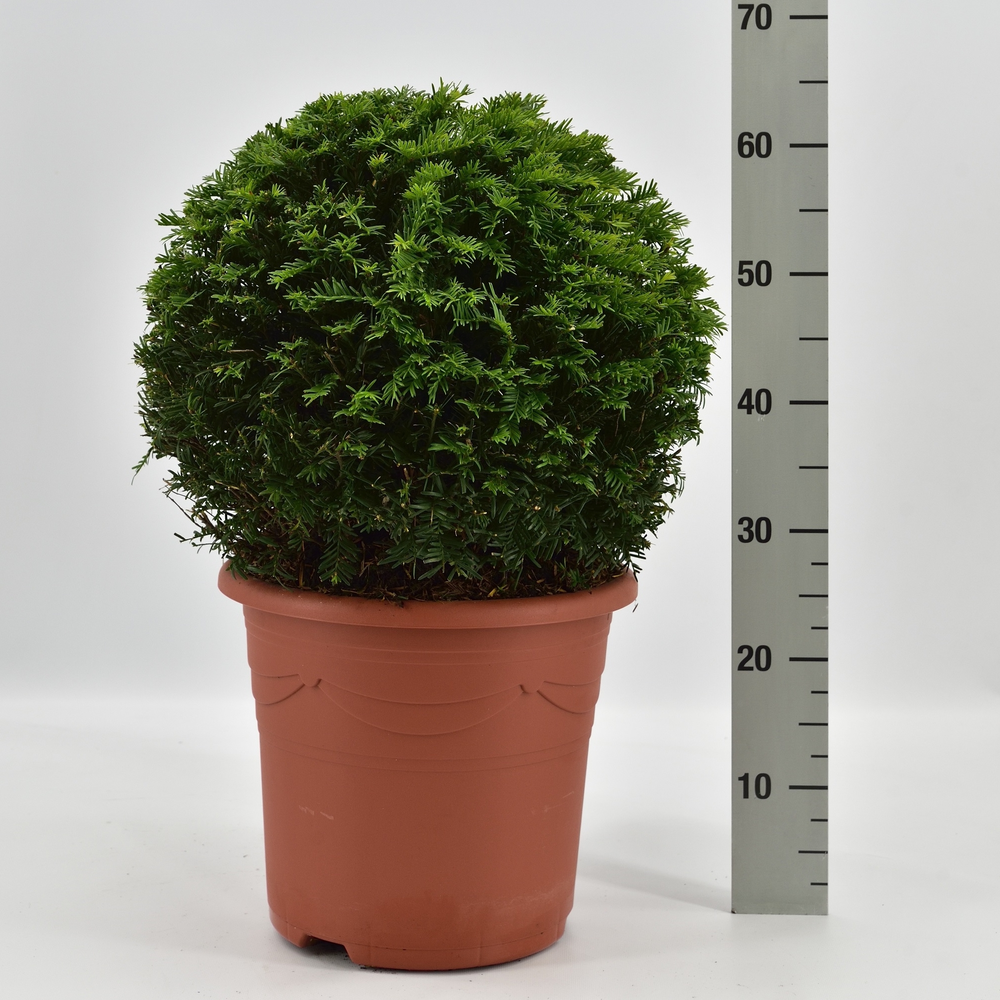 Taxus baccata bol.