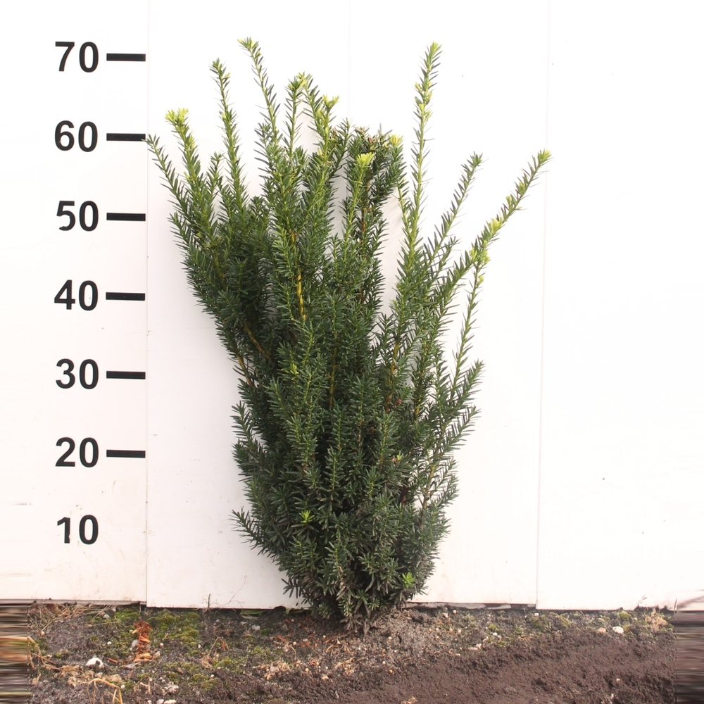 Taxus media 'Hillii'.