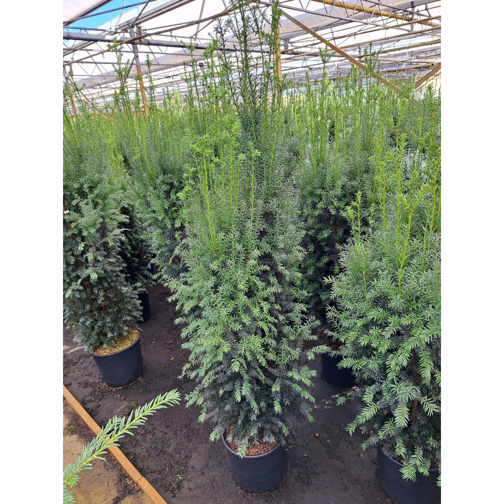 Taxus media 'Rising Star'.