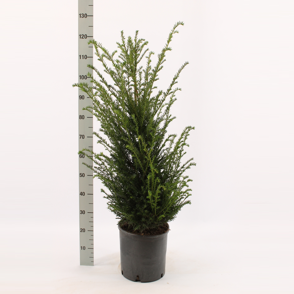 Taxus baccata.