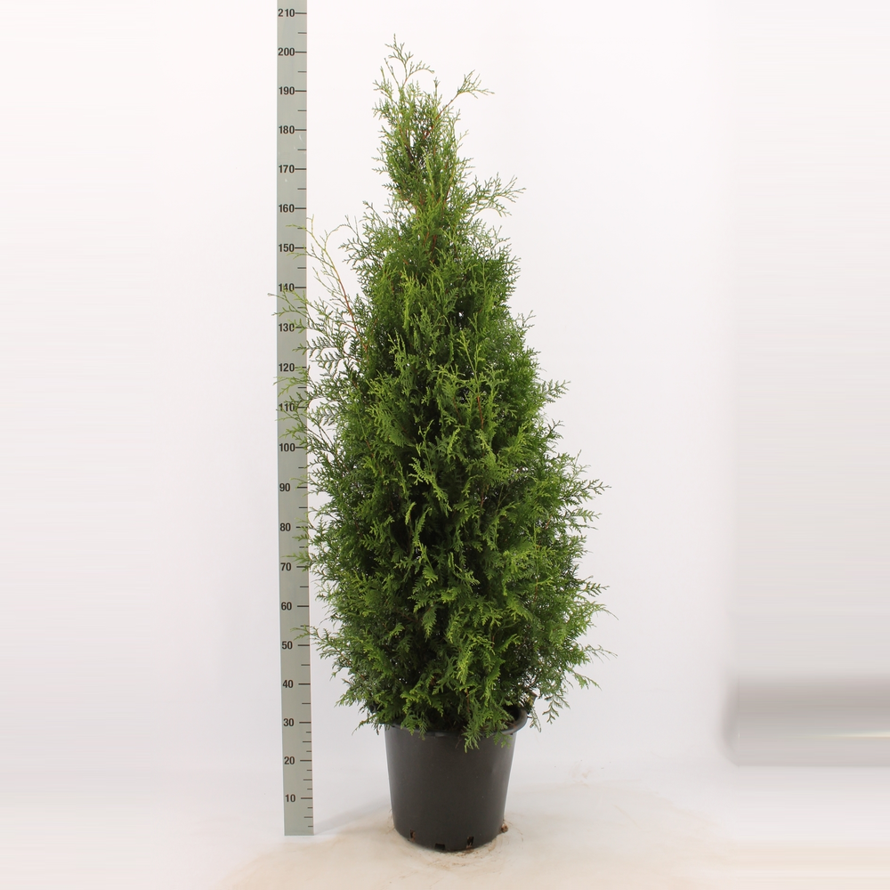 Thuja occidentalis 'Brabant'.