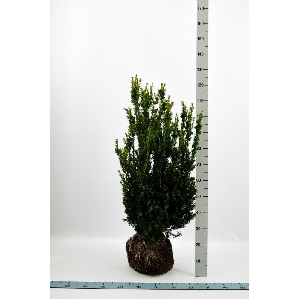 Taxus media 'Hillii'.