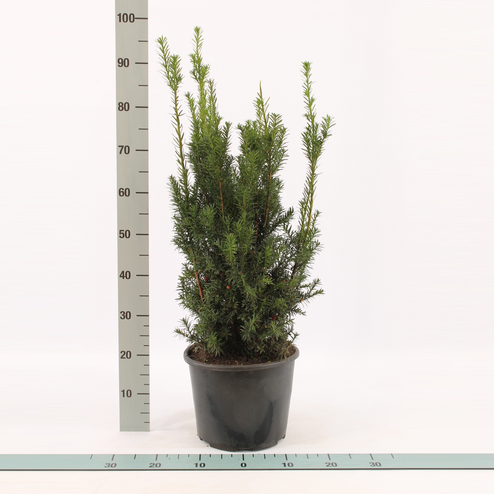 Taxus media 'Hicksii'.