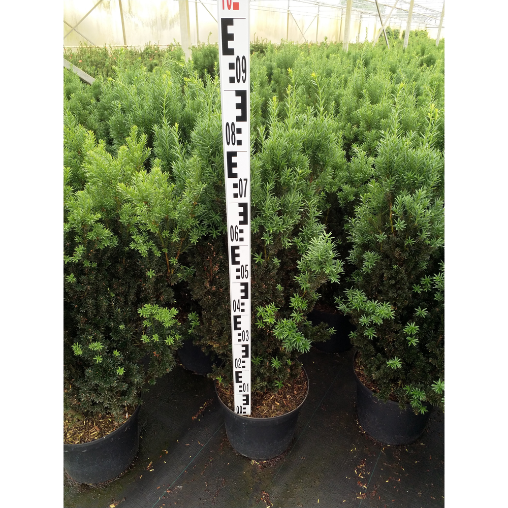 Taxus media 'Hillii'.
