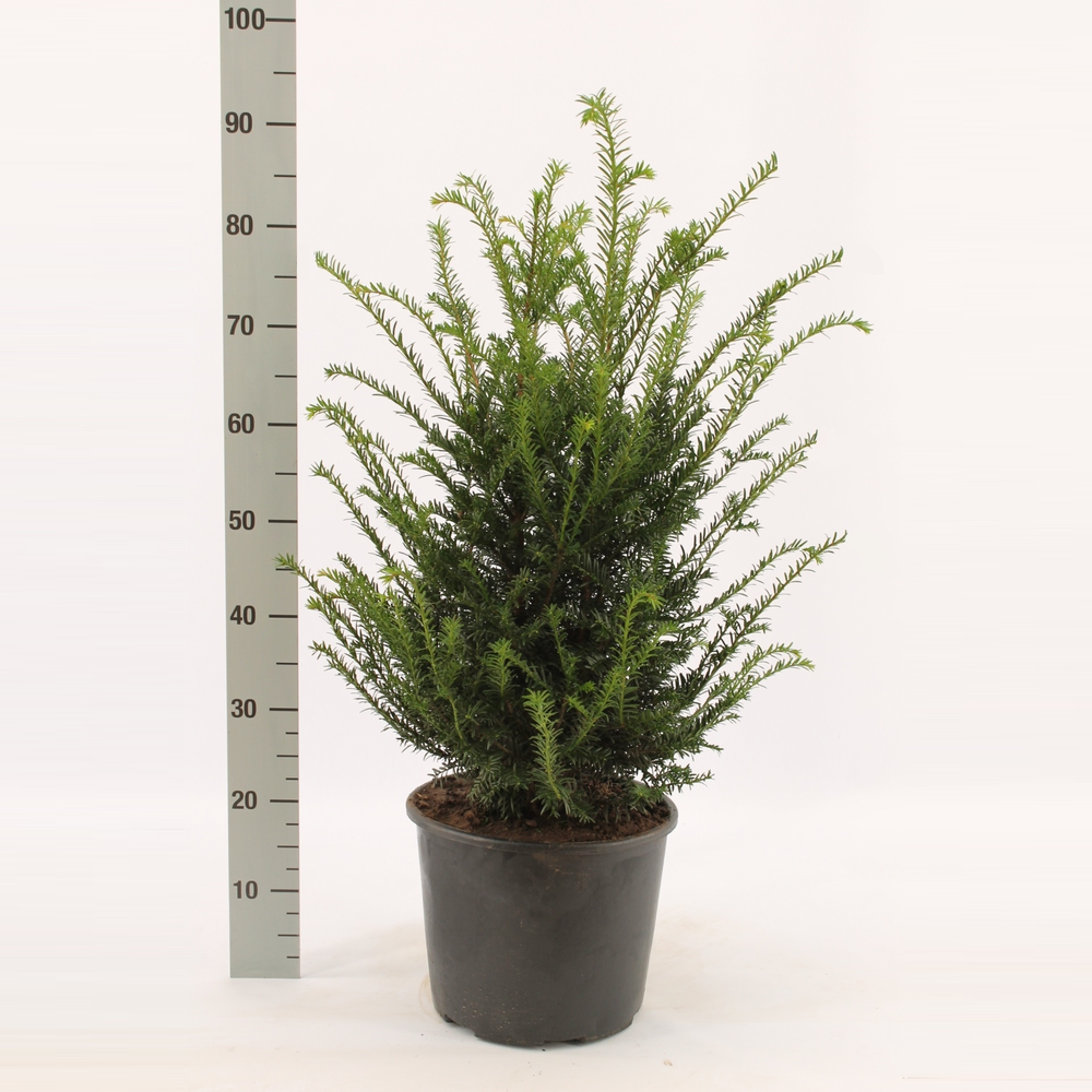Taxus baccata.