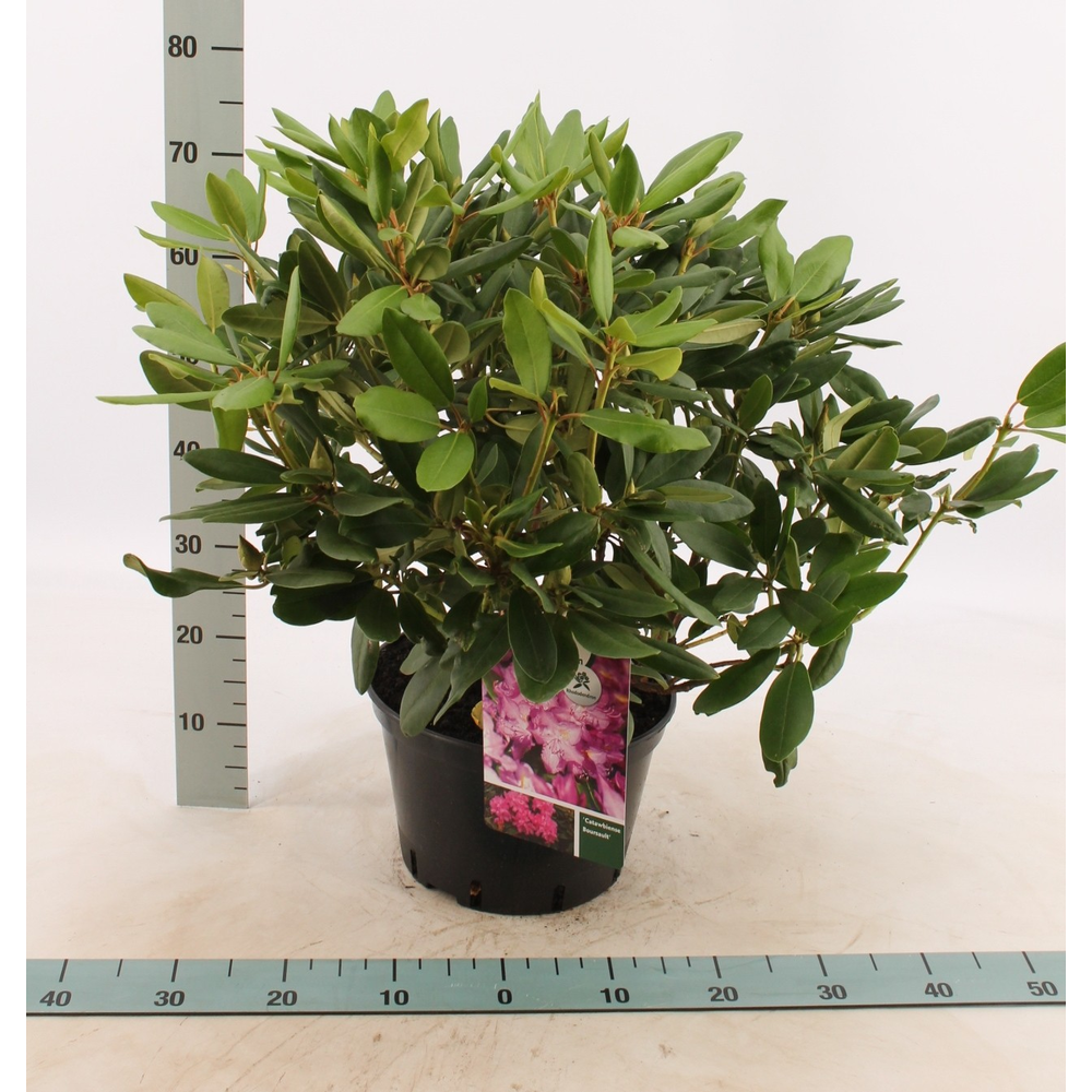 Rhododendron 'Catawbiense Boursalt'.