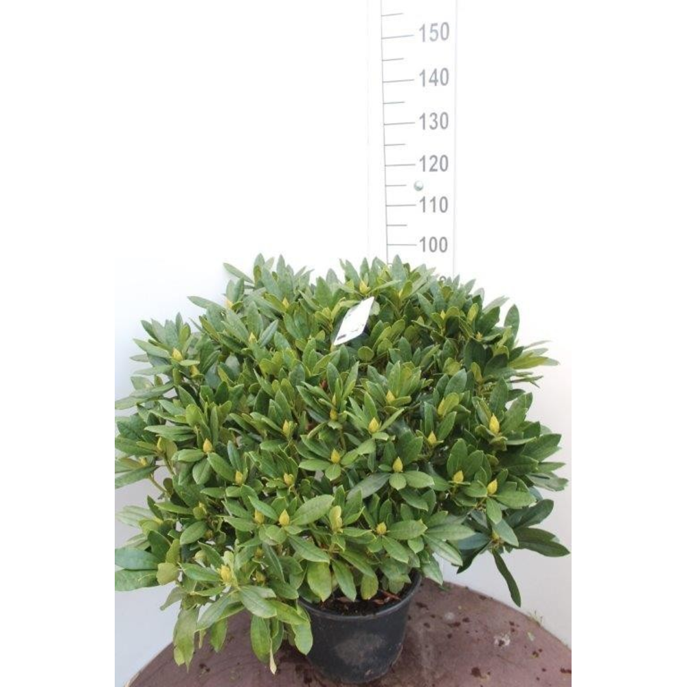 Rhododendron 'Madame Masson'.