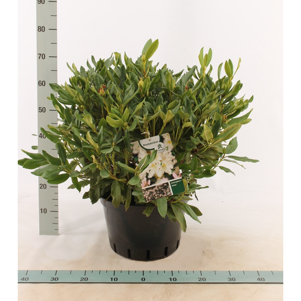 Rhododendron 'Cunningham's White'.