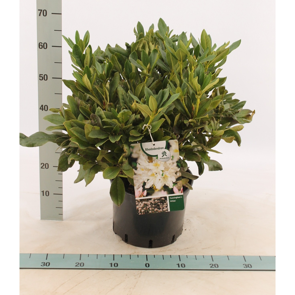 Rhododendron 'Cunningham's White'.