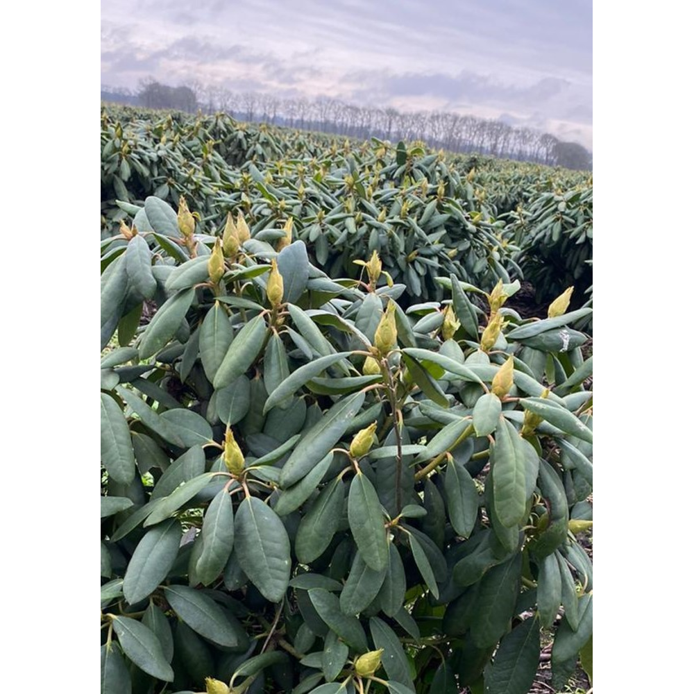 Rhododendron 'English Roseum'.