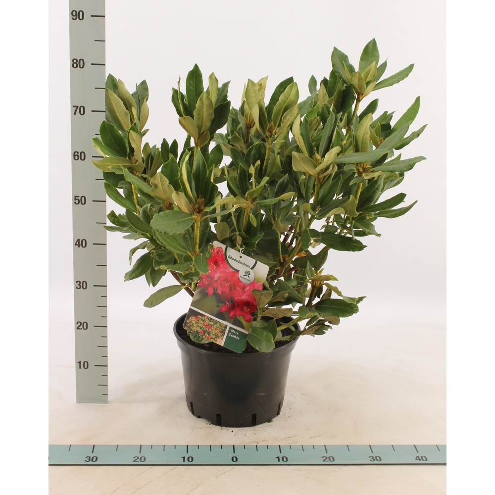 Rhododendron 'Nova Zembla'.