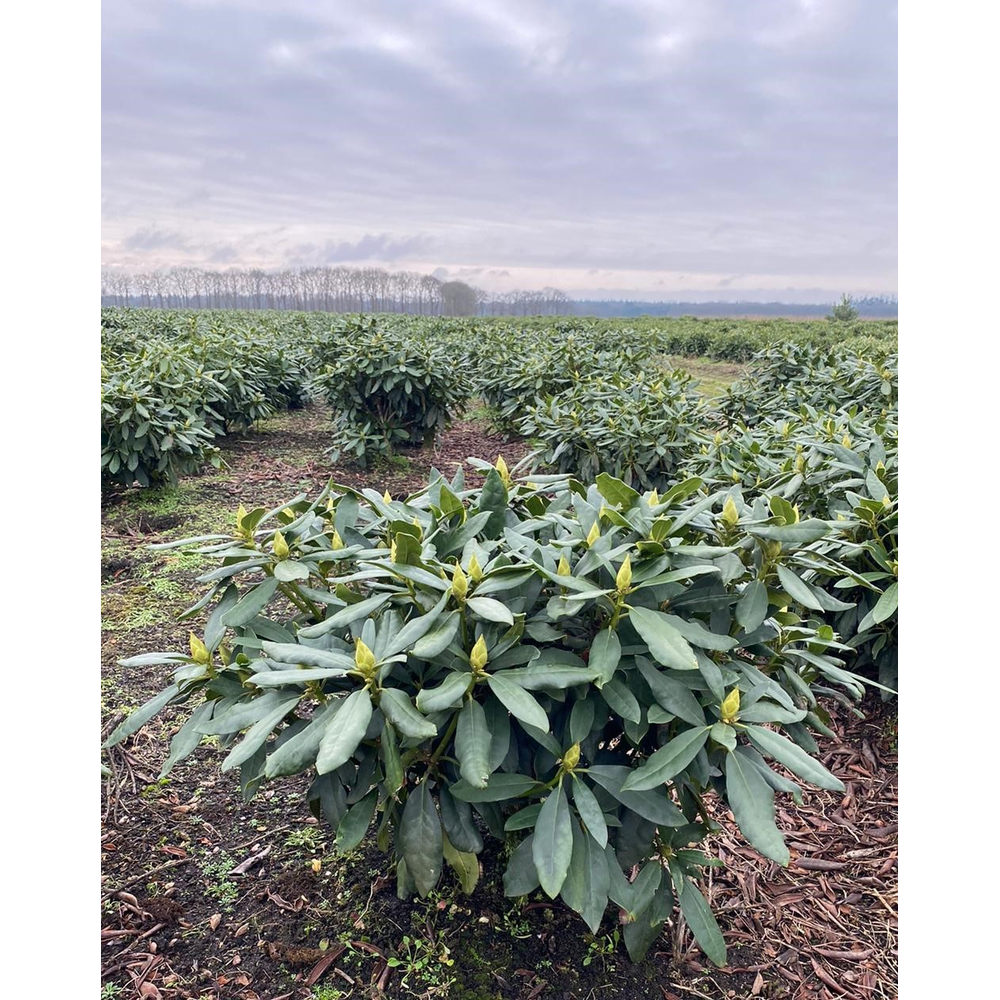 Rhododendron 'Madam Masson'.