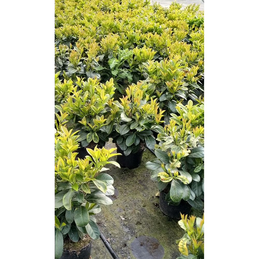 Prunus laurocerasus 'Etna'®.